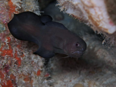 Black Brotula
