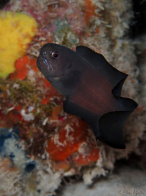 Black Brotula