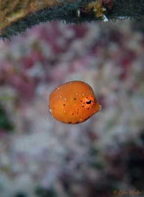 Juvenile Cowfish