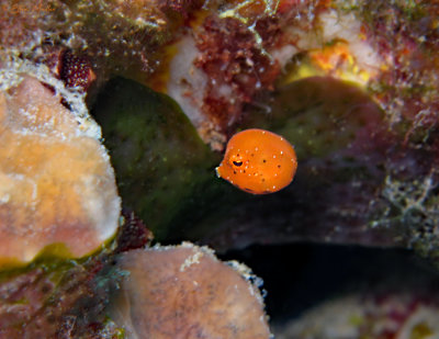Juvenile Cowfish