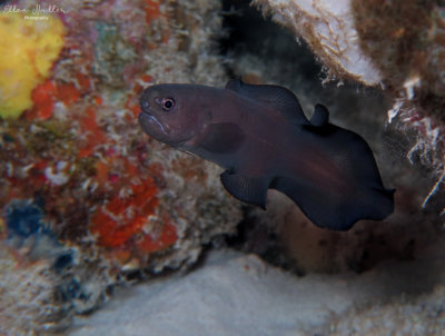 Black Brotula