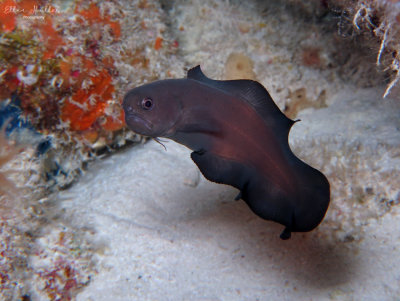 Black Brotula