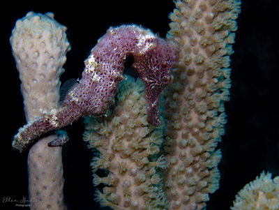 Purple Seahorse