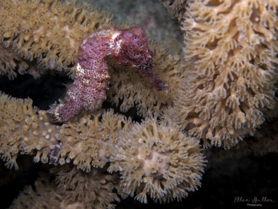 Seahorse
