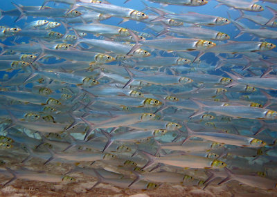 Ladyfish