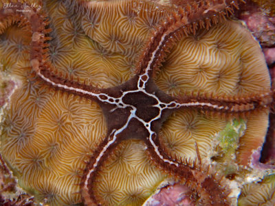 Chocolate Brittle Star