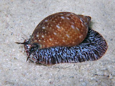 Atlantic Partridge Tun