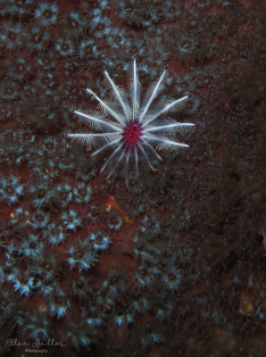 Acromegalomma sp