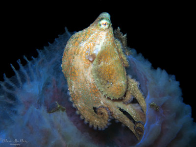 Caribbean Two-Spot Octopus photo - Ellen Muller photos at pbase.com