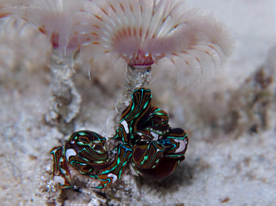 Headshield Slugs & Featherduster