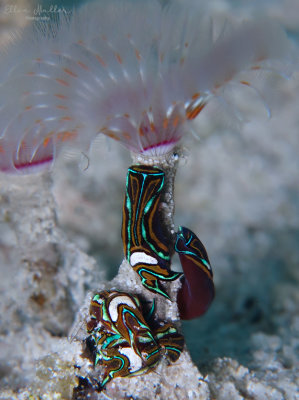 Headshield Slugs & Featherduster