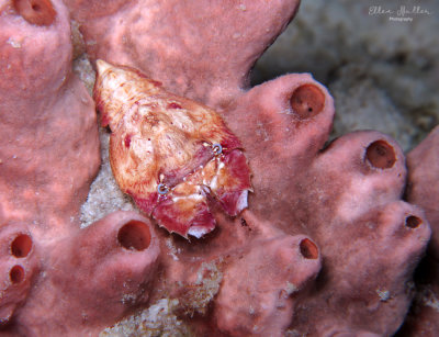 Juvenile Spanish Slipper Lobster