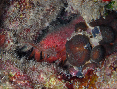 Hiding Copper Lobster