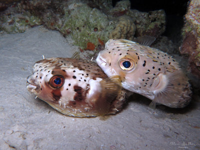Balloonfish Love