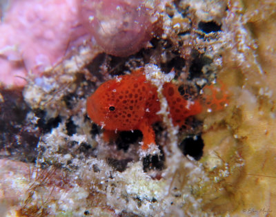 1/4 in Baby Frogfish