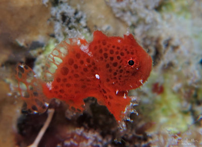 1/4 in Baby Frogfish