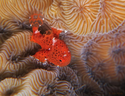 1/4 in Baby Frogfish