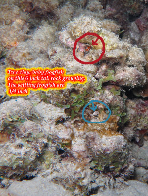 Baby Frogfish