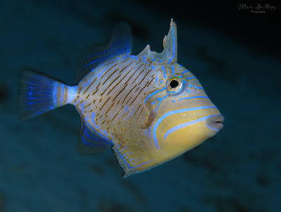 Juvenile Queen Triggerfish