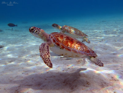 Rainbow Turtles