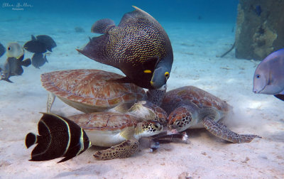 Turtles Feeding