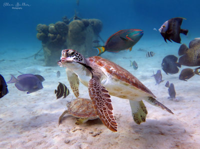 Turtle Feeding