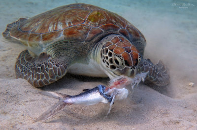 Turtle Feeding