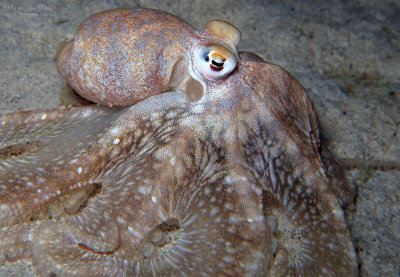 Longarm Octopus