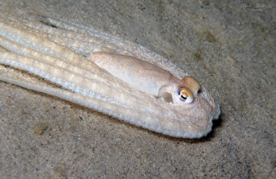 Longarm Octopus