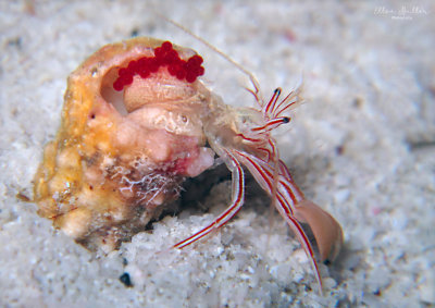 Candy Striped Hermit with Eggs