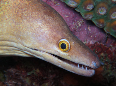 Purplemouth Moray