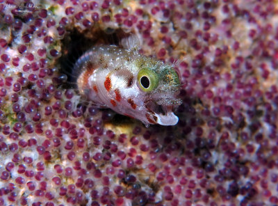 Spinyhead Blenny & Eggs
