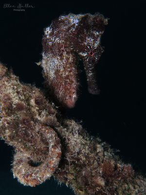 Seahorse