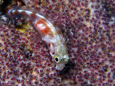 Blenny & Eggs