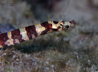 Harlequin Pipefish