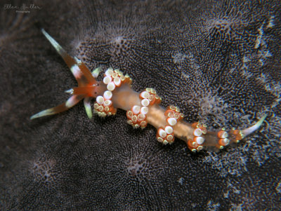 Longhorn Austraeolis
