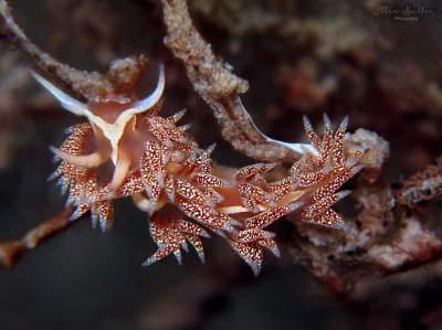 Flabellina verta