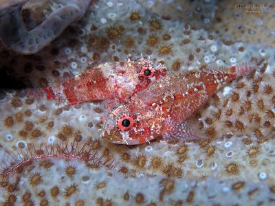 Deepreef Scorpionfish