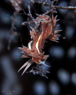 Flabellina verta