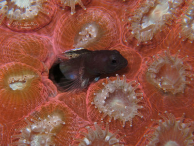 Male Glass Blenny