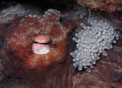Octopus with Eggs