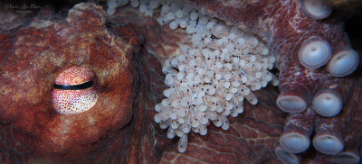 Octopus with Eggs