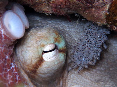 Octopus with Eggs