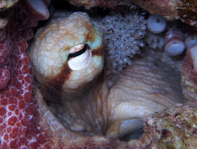 Octopus with Eggs