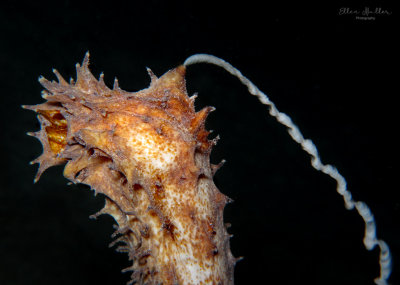 Spawning Tiger Tail Sea Cucumber