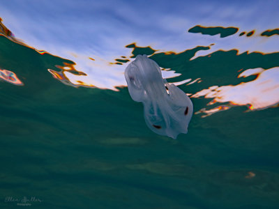 Comb Jelly