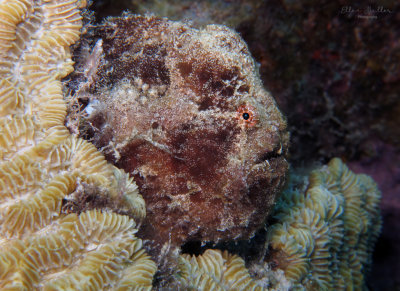 Brown Frogfish