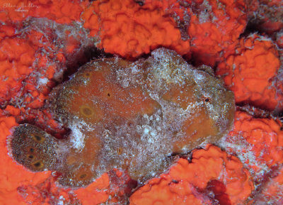 Frogfish