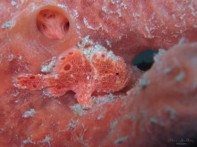 Baby Frogfish
