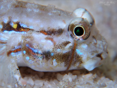 Goldspot Goby